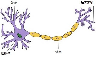 神经网络浅讲：从神经元到深度学习