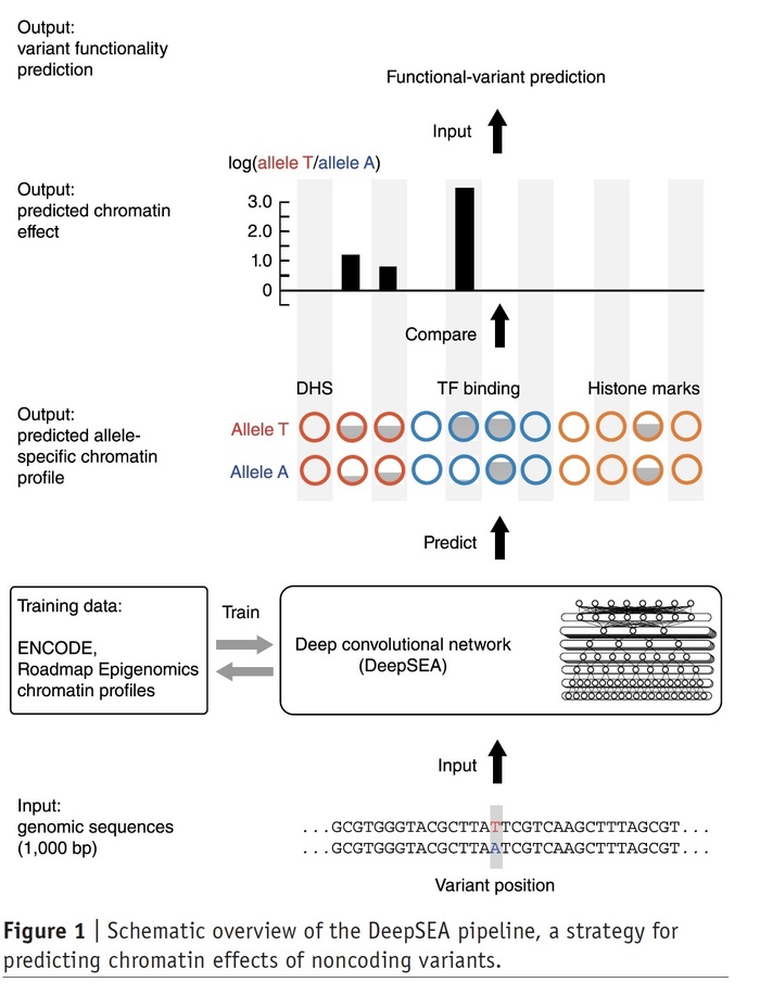 Predicting effects of noncoding variants with deep learning–based sequence model | 基于深度学习的序列模型预测非编码区变异的影响